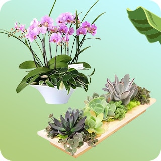花禮植栽