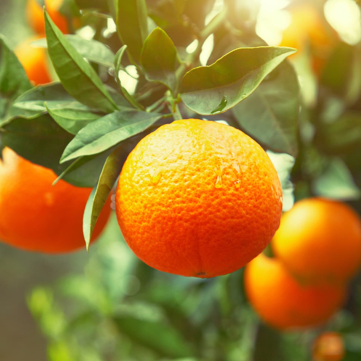 橘子工坊全系列採用100%食用級冷壓橘油， 天然無毒的新配方，高滲透溶垢泡沫，深入狹小縫隙輕鬆去除餐具碗盤油汙。