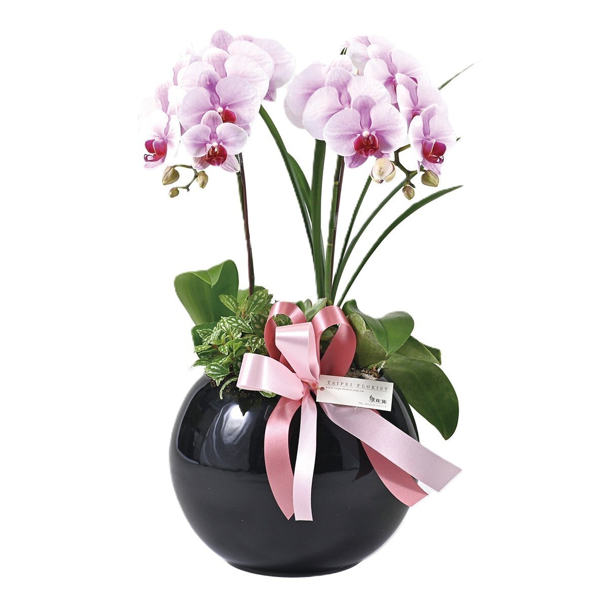 Taipei Florist Classic Pink Orchid Pot