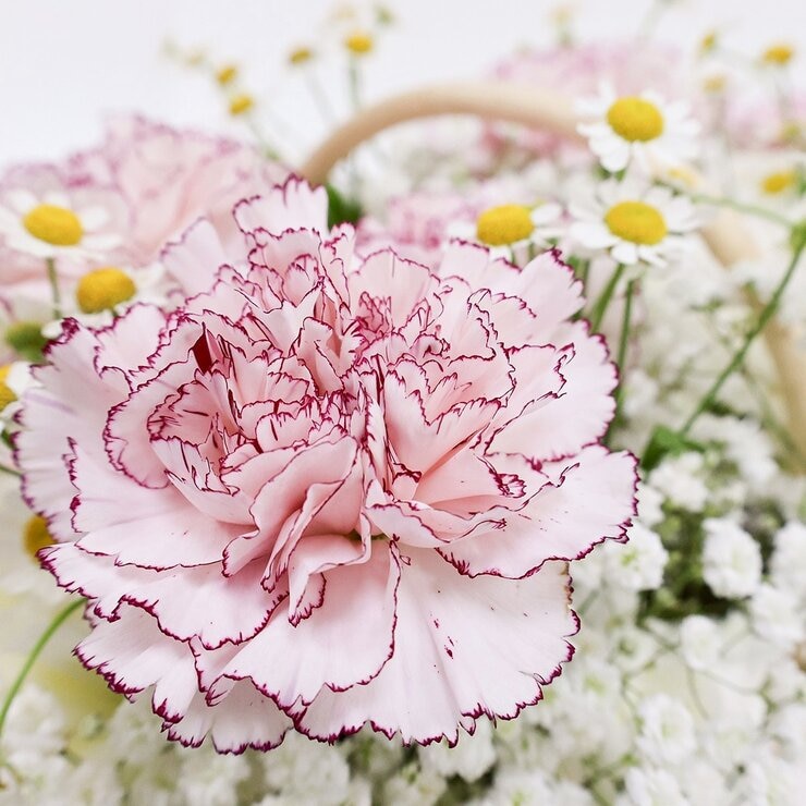 一禮莊園 柔美馨辰雙色花禮