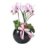 Taipei Florist Classic Pink Orchid Pot