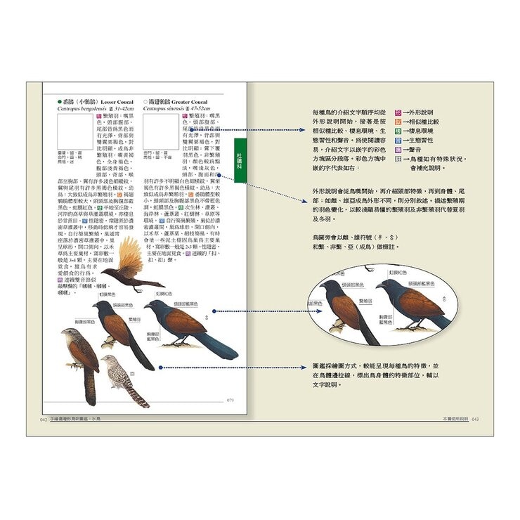 手繪臺灣野鳥新圖鑑（共２冊）：水鳥＋陸鳥