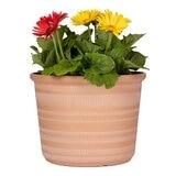 塑膠花盆 3件組 橘色