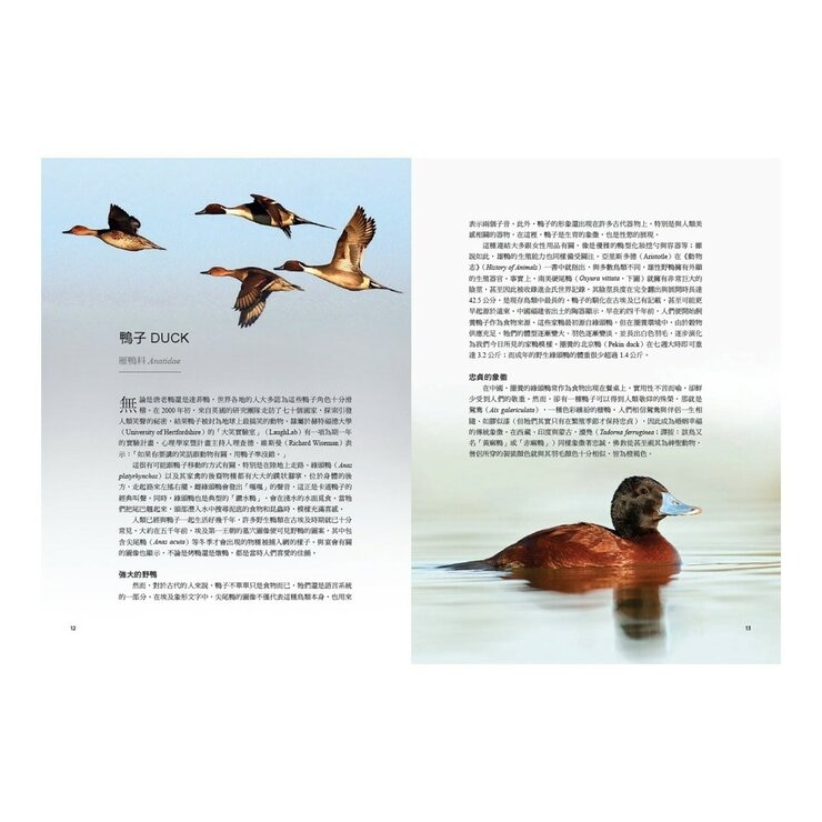 鳥類傳說：從羽翼到寓意，鳥的神話、象徵、生態奧祕與人類千年想像
