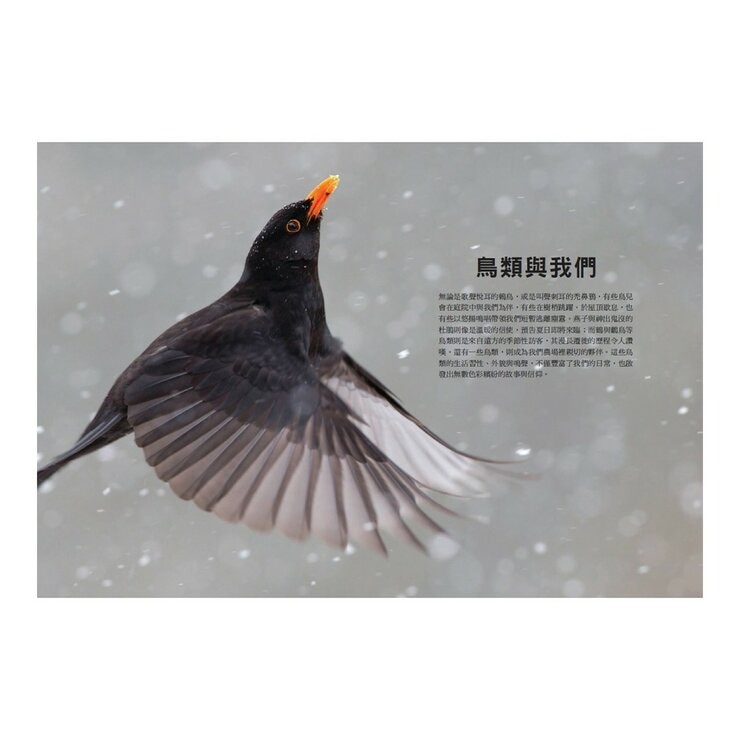 鳥類傳說：從羽翼到寓意，鳥的神話、象徵、生態奧祕與人類千年想像