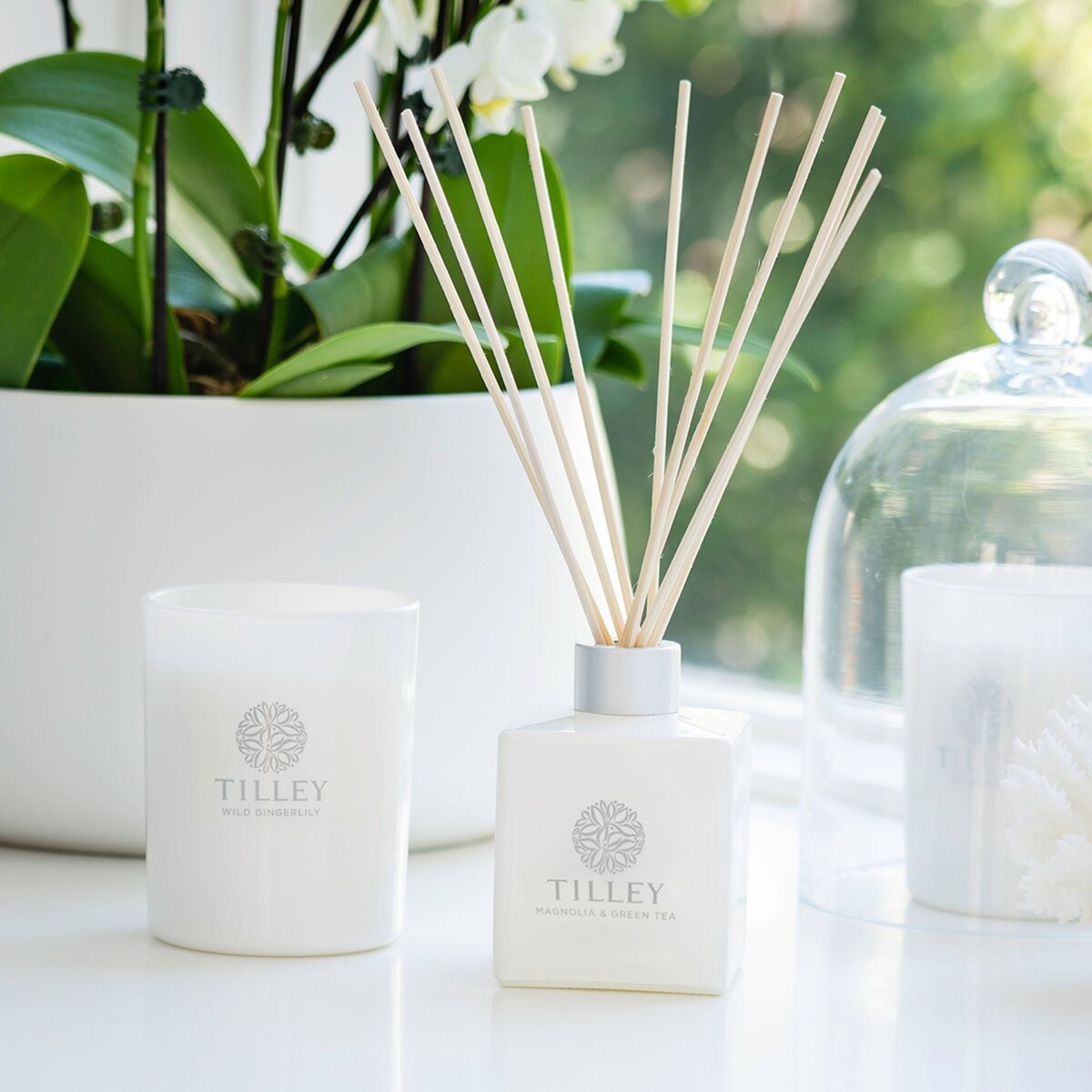 Tilley 澳洲經典香氛擴香組 150毫升 X 3入 木蘭 & 綠茶