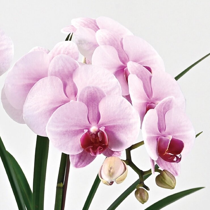 台北花苑 經典黑瓷蘭花盆景