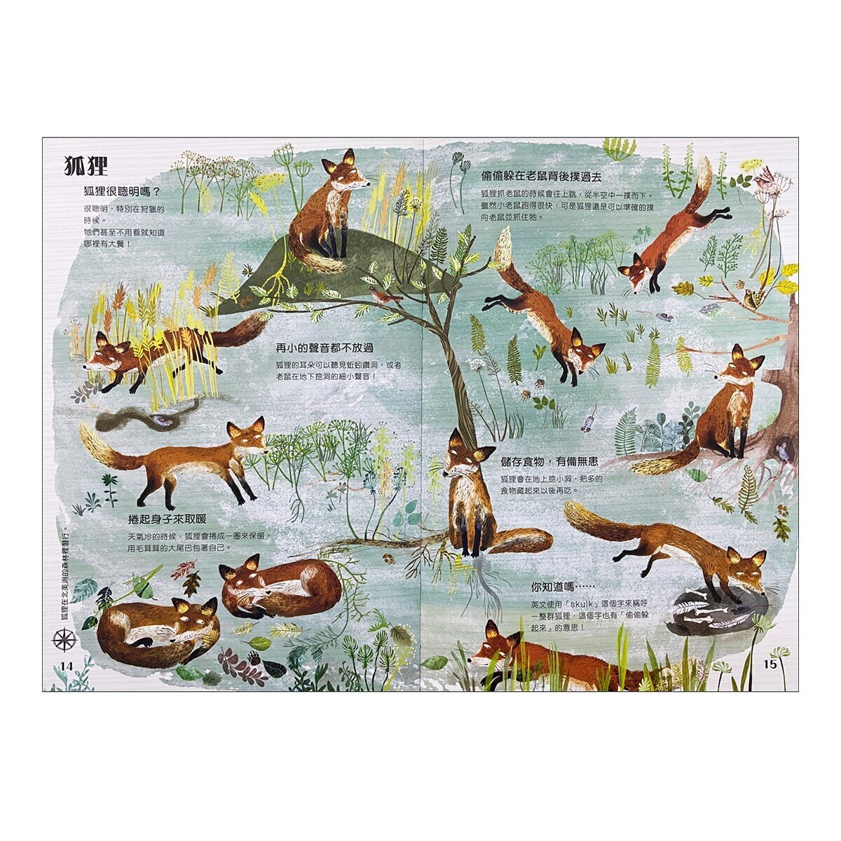 經典科普自然大書:蟲蟲大書+野獸大書+海洋大書