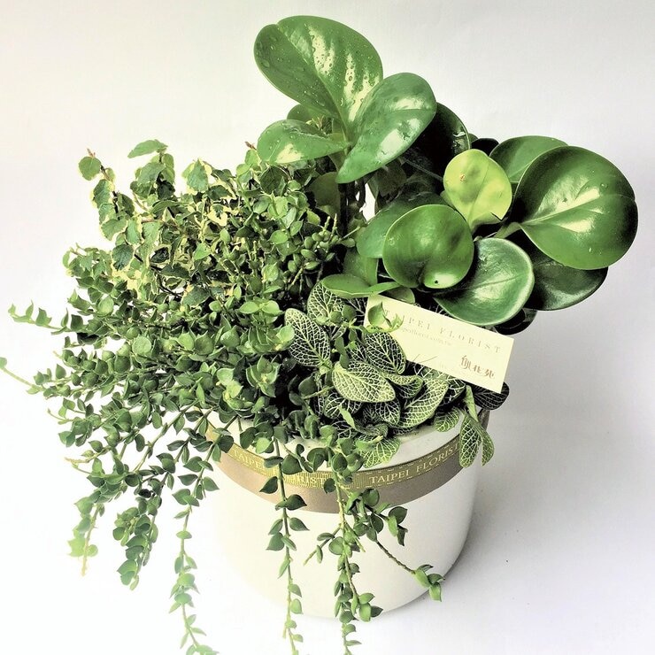 台北花苑 活力綠植組合