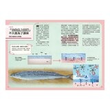 Galileo 新觀念伽利略(7-12) 套書:化學、週期表、光與色的科學、單位與定律、人體、手機腦與運動腦(共6冊) Galileo 新觀念伽利略(7-12) 套書:化學、週期表、光與色的科學、單位與定律、人體、手機腦與運動腦(共6冊)