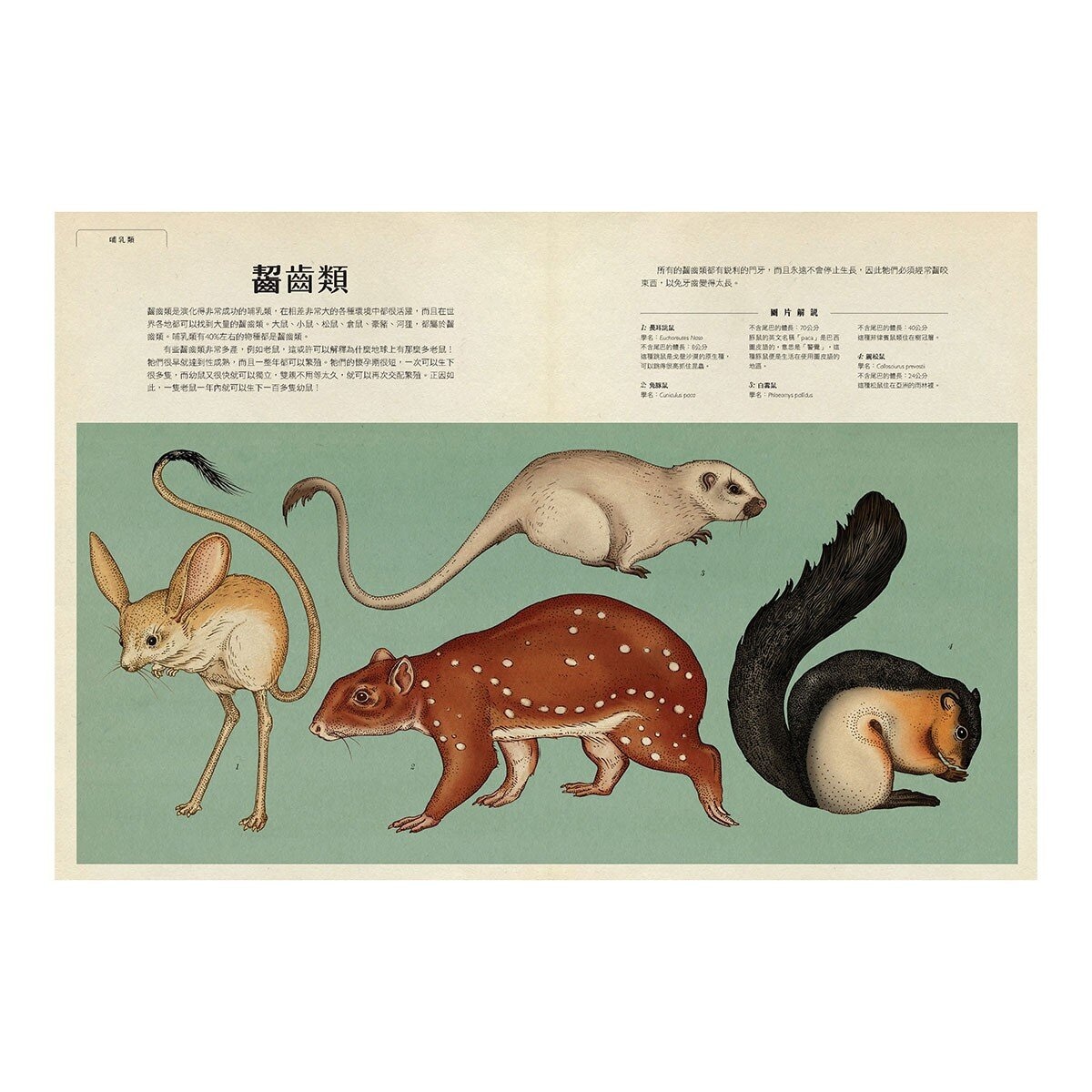動物博物館
