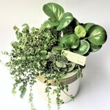 台北花苑 活力綠植組合