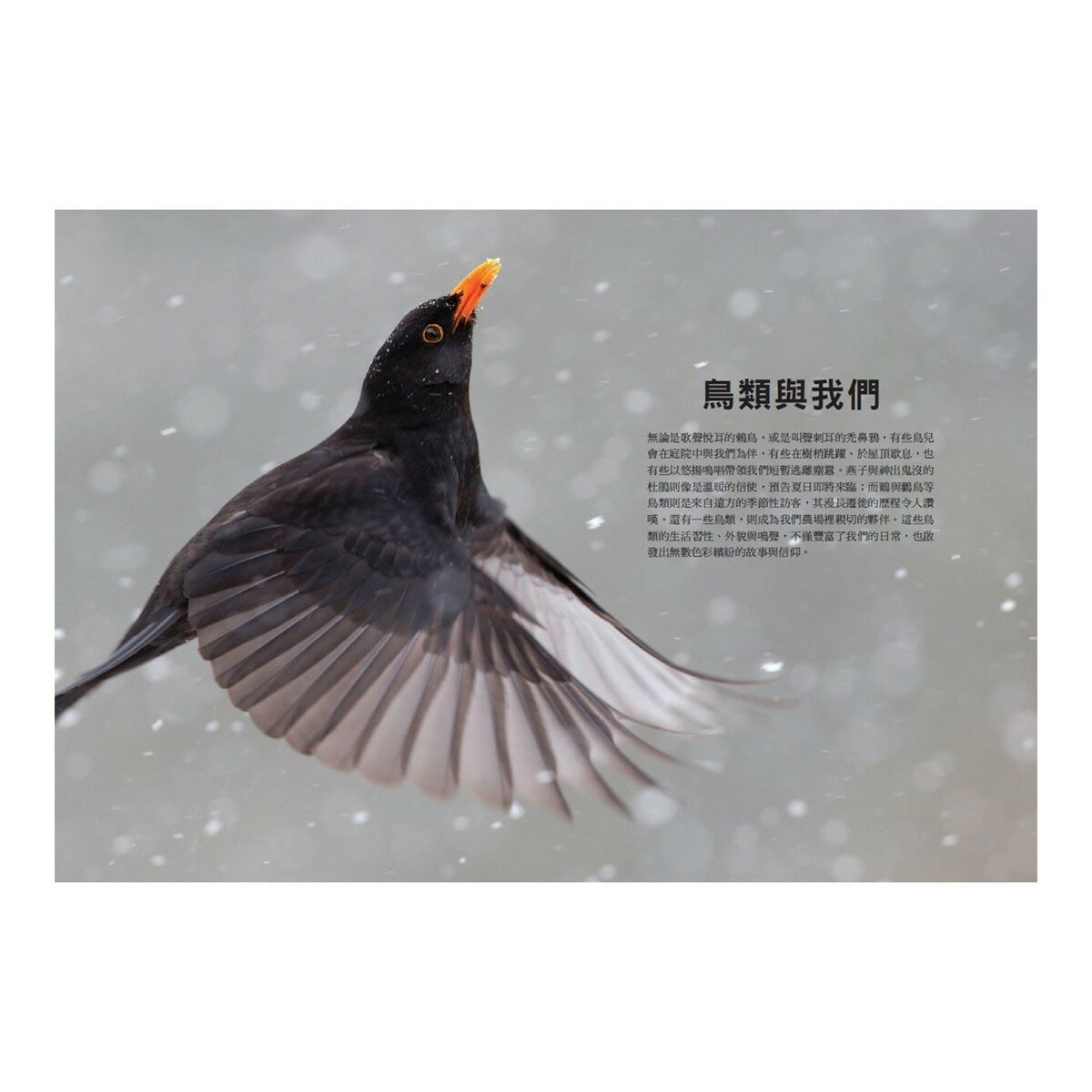 鳥類傳說：從羽翼到寓意，鳥的神話、象徵、生態奧祕與人類千年想像