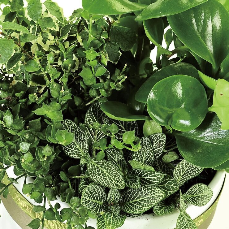 台北花苑 活力綠植組合