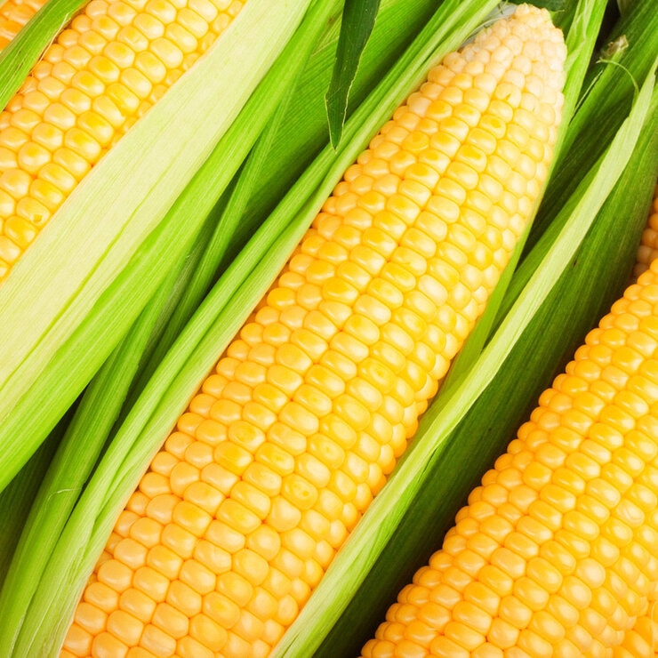 玉美 產銷履歷甜玉米 5公斤