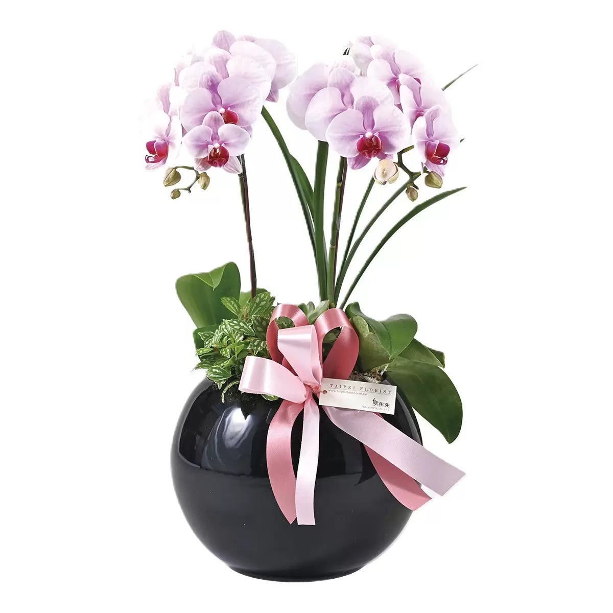 台北花苑 經典黑瓷蘭花盆景 商品圖 1