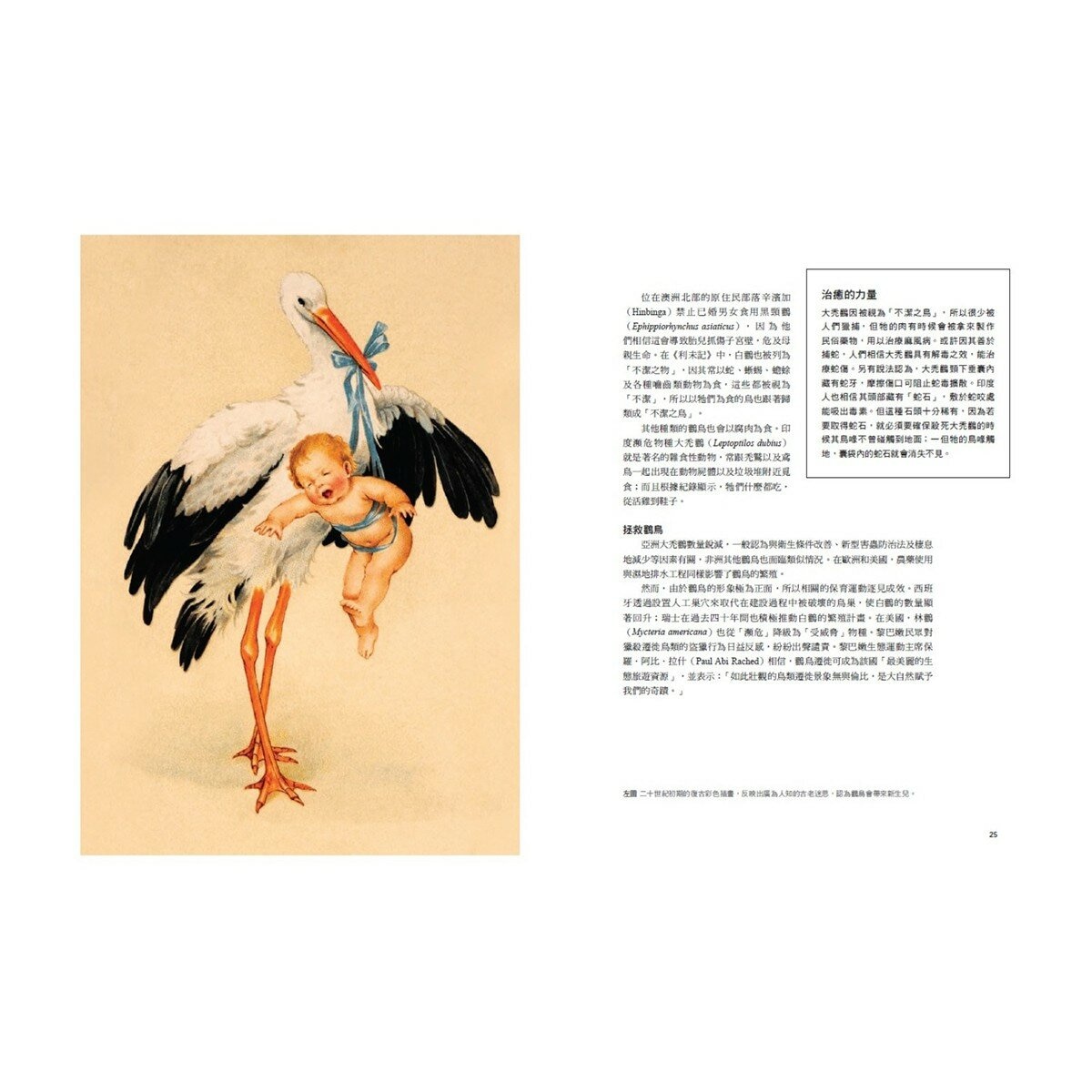 鳥類傳說：從羽翼到寓意，鳥的神話、象徵、生態奧祕與人類千年想像