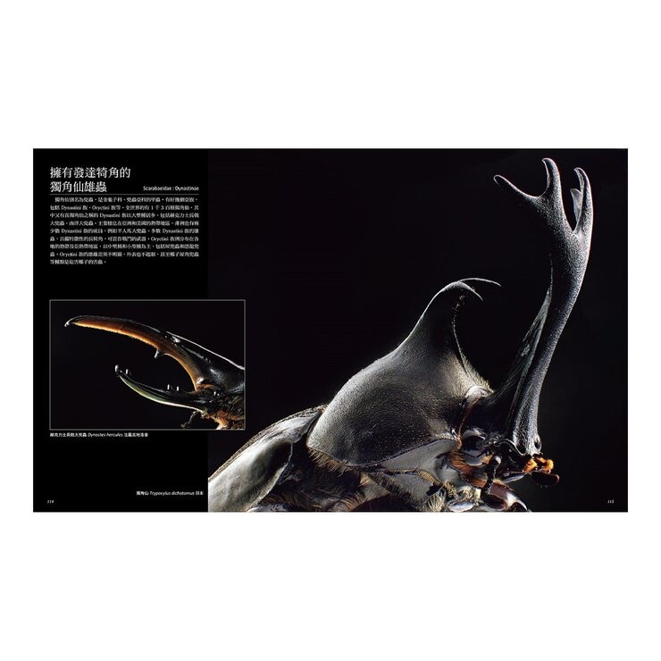 專為孩子設計！世界驚奇甲蟲圖鑑：豐富色彩Ｘ獨特體型Ｘ特殊生態，800種奇特甲蟲大集合！探索不可思議的自然奧祕