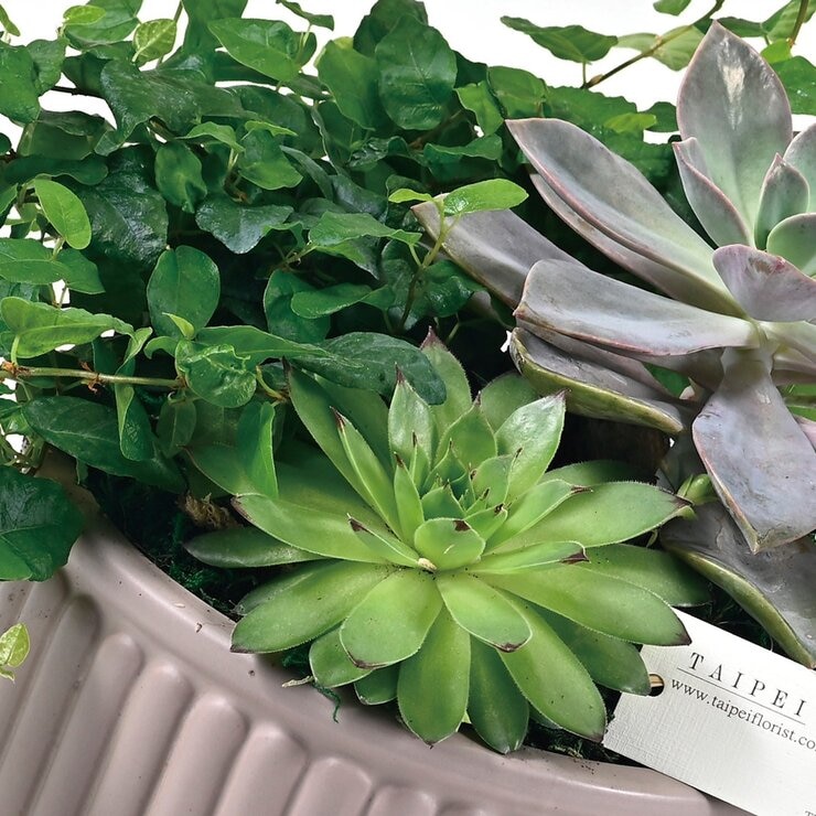 台北花苑 綠葉多肉組合盆栽