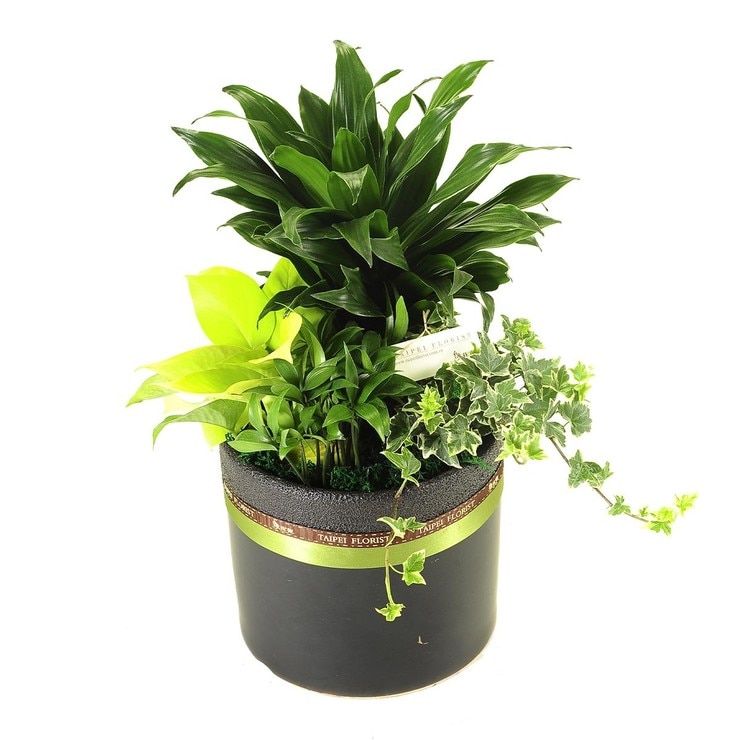 台北花苑經典阿波羅綠葉組合盆栽| Costco 好市多