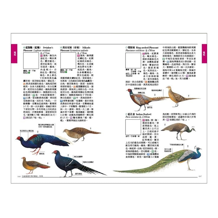 手繪臺灣野鳥新圖鑑（共２冊）：水鳥＋陸鳥
