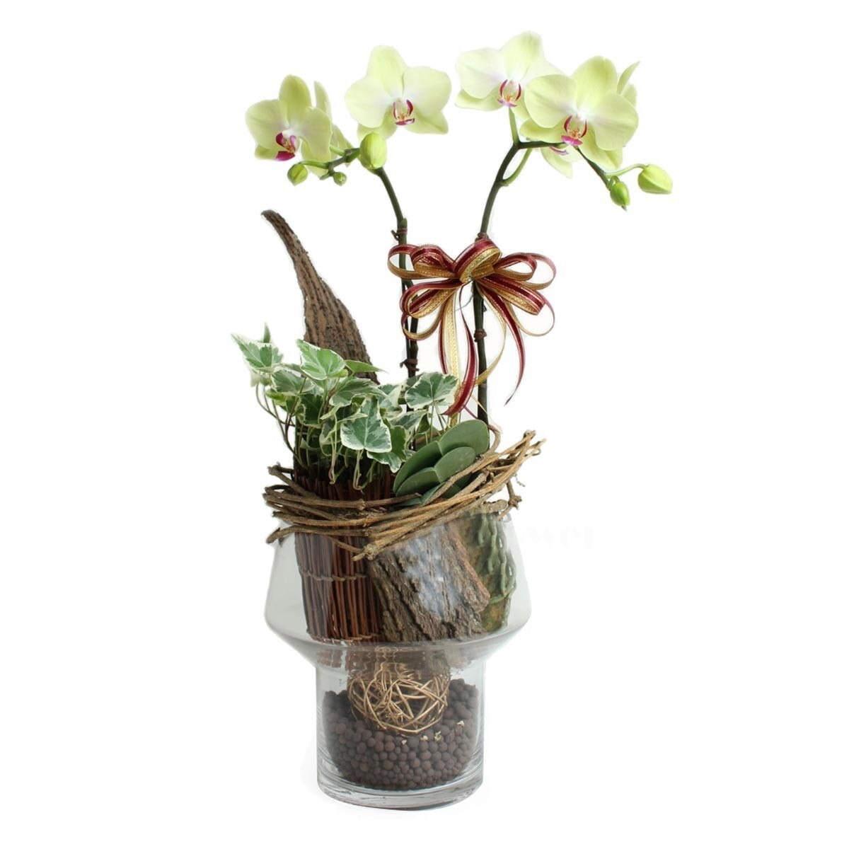 台北愛麗絲花坊星光樂章黃花蝴蝶蘭組合 Costco 好市多線上購物