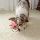 Gigwi 海洋風寵物狗玩具 4入組