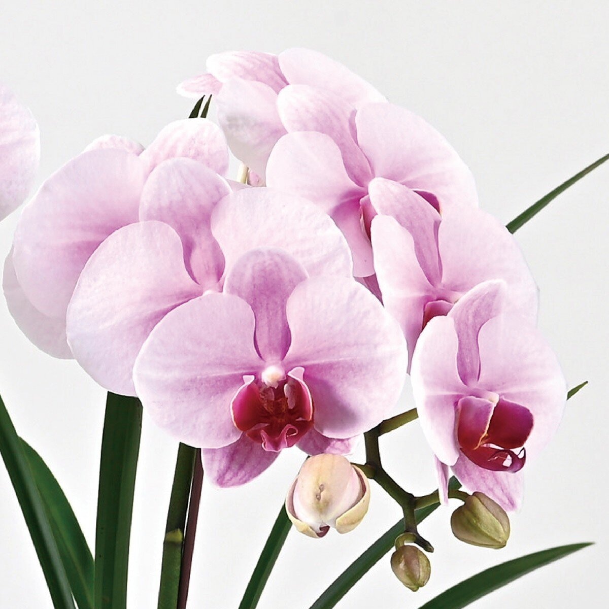 Taipei Florist Classic Pink Orchid Pot