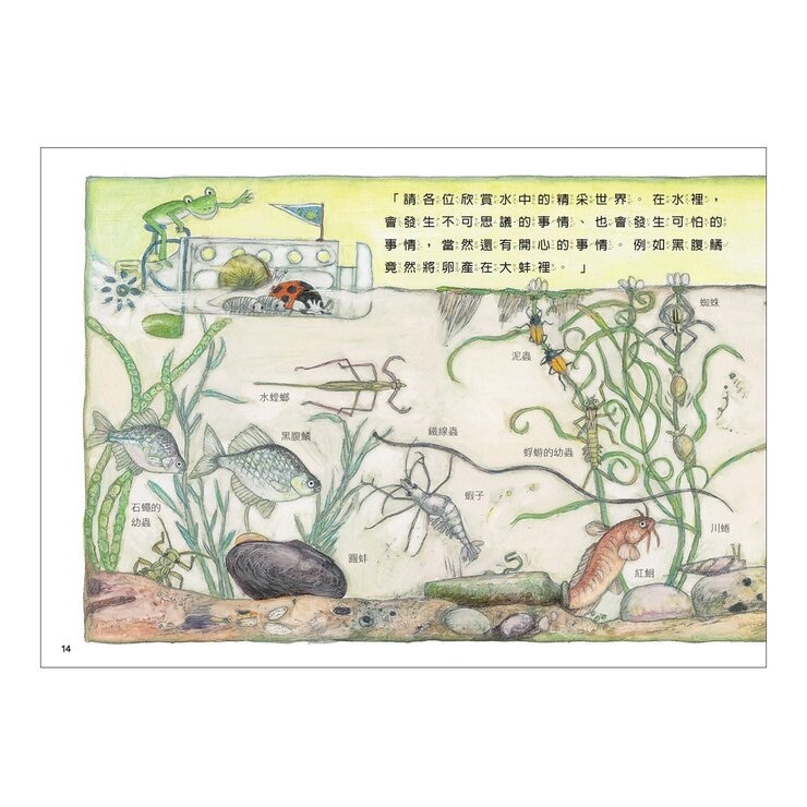 松岡達英雨蛙生態旅行團（共３冊）：池塘＋空中＋地下