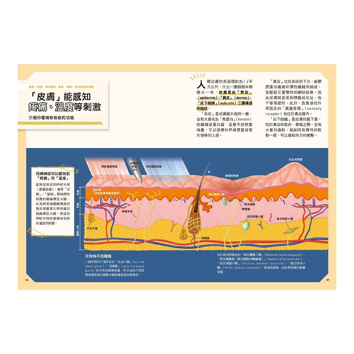 手機腦與運動腦 + 人體 (2冊)