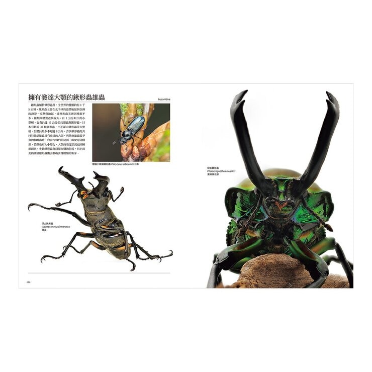 專為孩子設計！世界驚奇甲蟲圖鑑：豐富色彩Ｘ獨特體型Ｘ特殊生態，800種奇特甲蟲大集合！探索不可思議的自然奧祕