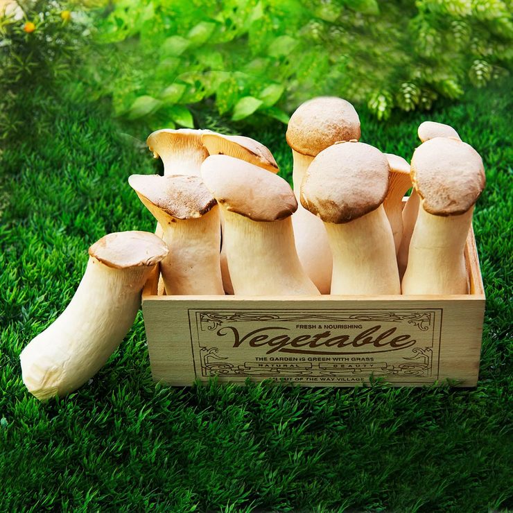 有機杏鮑菇 900公克