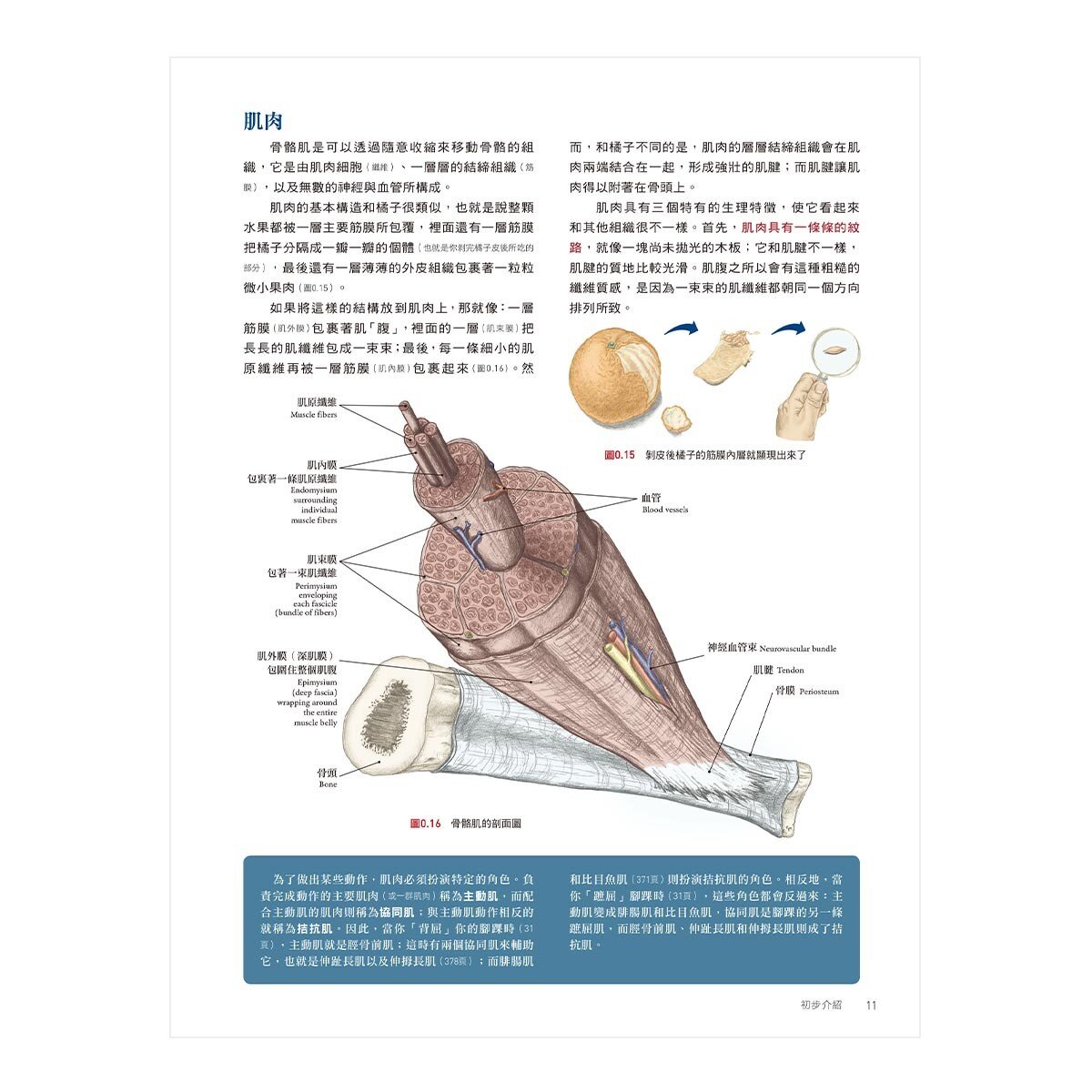 人體解剖全書