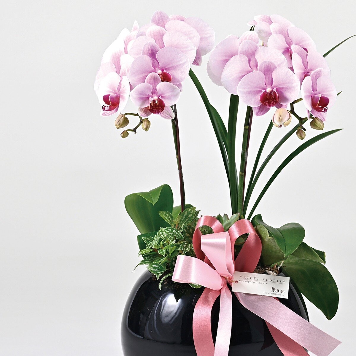 Taipei Florist Classic Pink Orchid Pot