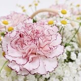 一禮莊園 柔美馨辰雙色花禮