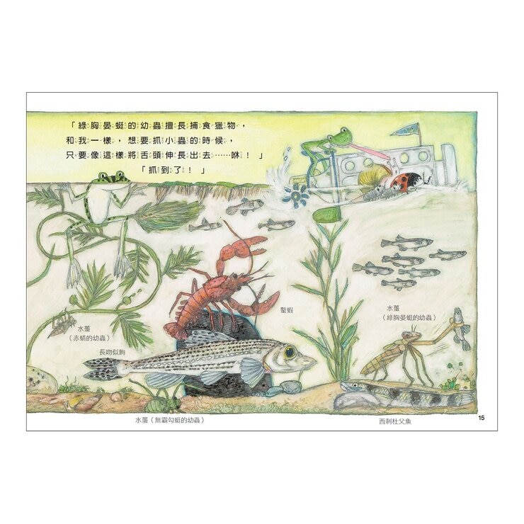 松岡達英雨蛙生態旅行團（共３冊）：池塘＋空中＋地下