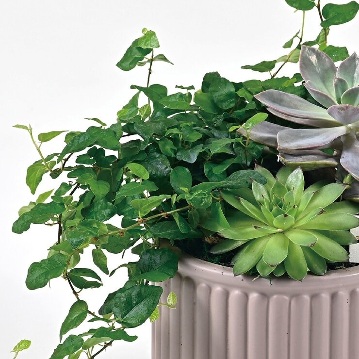 台北花苑 綠葉多肉組合盆栽