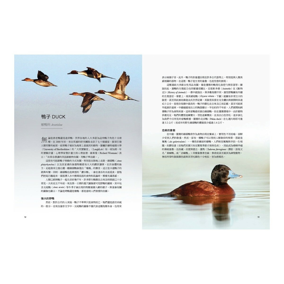 鳥類傳說：從羽翼到寓意，鳥的神話、象徵、生態奧祕與人類千年想像