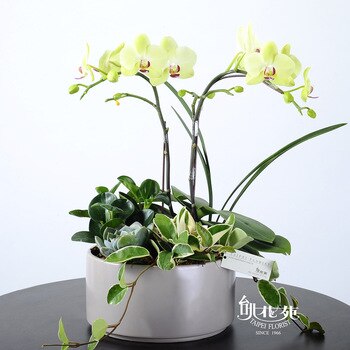 台北花苑簡約清水模蘭花組盆 台北花苑簡約清水模蘭花組盆