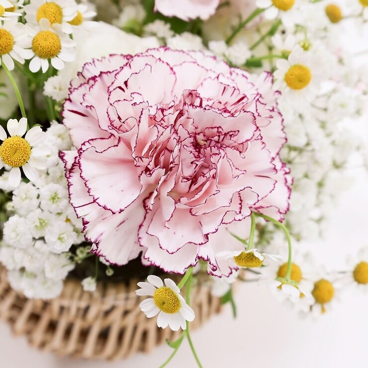 一禮莊園 柔美馨辰雙色花禮