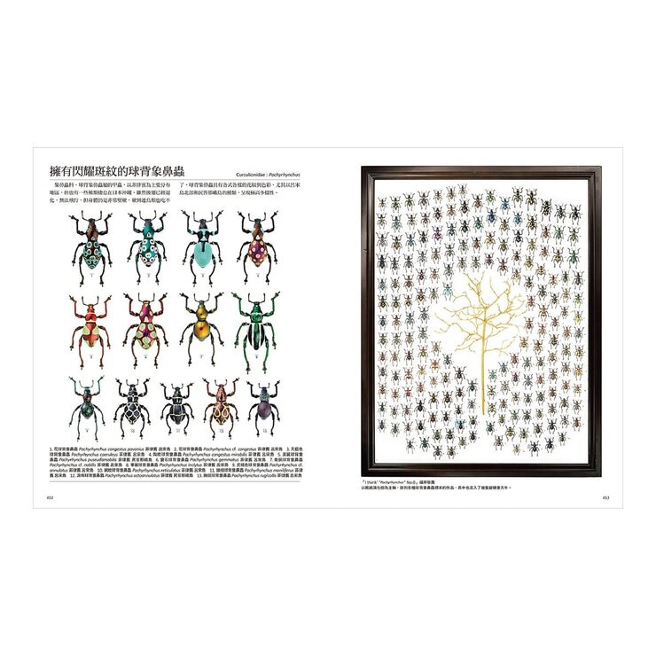 專為孩子設計！世界驚奇甲蟲圖鑑：豐富色彩Ｘ獨特體型Ｘ特殊生態，800種奇特甲蟲大集合！探索不可思議的自然奧祕