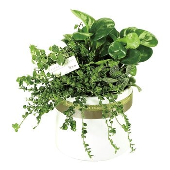 台北花苑 活力綠植組合