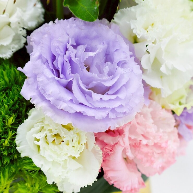 一禮莊園 花漾甜馨鮮花盆花禮