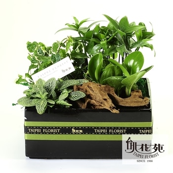 台北花苑綠意盎然方型植物盒 台北花苑綠意盎然方型植物盒