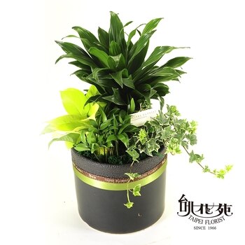 台北花苑經典阿波羅綠葉組合盆栽 台北花苑經典阿波羅綠葉組合盆栽