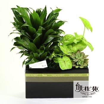 台北花苑阿波羅長型多肉組合盆 台北花苑阿波羅長型多肉組合盆